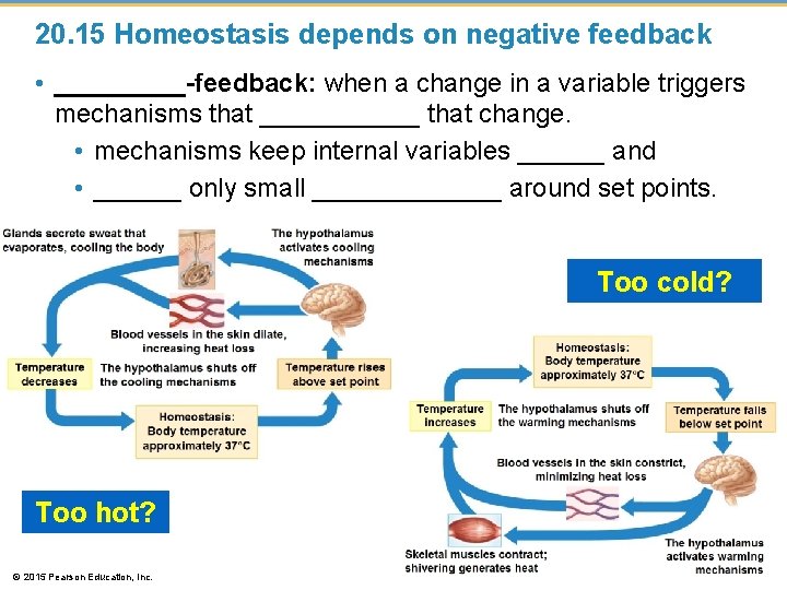 20. 15 Homeostasis depends on negative feedback • _____-feedback: when a change in a