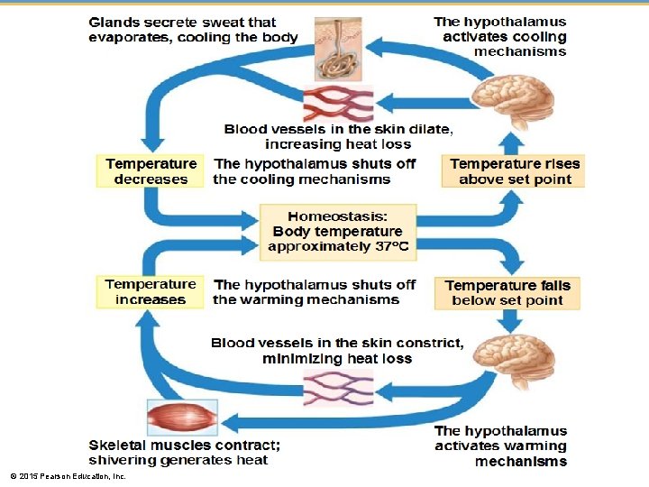 © 2015 Pearson Education, Inc. 