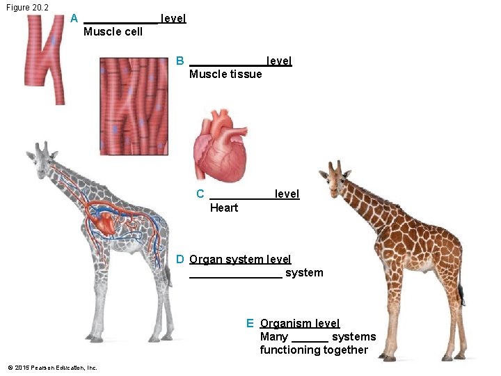 Figure 20. 2 A ______ level Muscle cell B ______ level Muscle tissue C