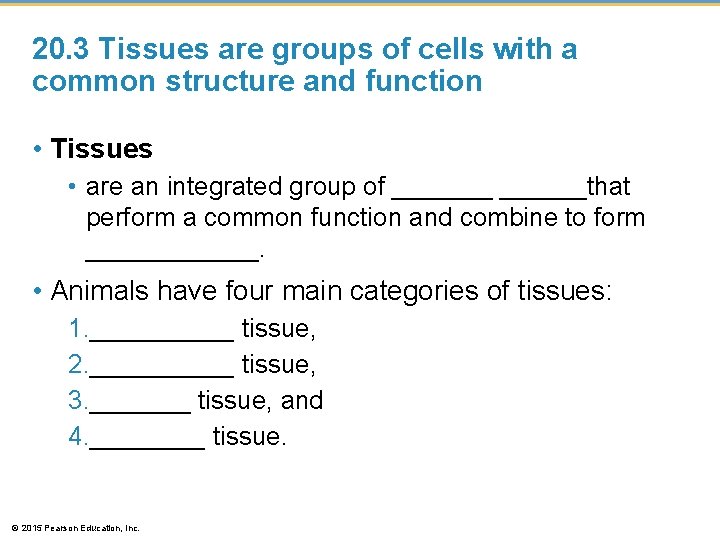 20. 3 Tissues are groups of cells with a common structure and function •