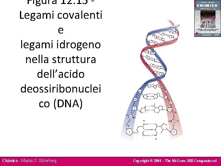Figura 12. 15 Legami covalenti e legami idrogeno nella struttura dell’acido deossiribonuclei co (DNA)
