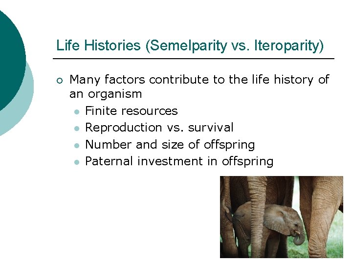 Life Histories (Semelparity vs. Iteroparity) ¡ Many factors contribute to the life history of