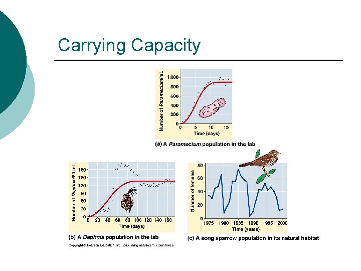 Carrying Capacity 