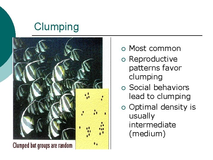 Clumping ¡ ¡ Most common Reproductive patterns favor clumping Social behaviors lead to clumping