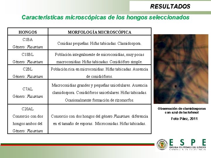 RESULTADOS Características microscópicas de los hongos seleccionados HONGOS C 1 BA Género: Fusarium MORFOLOGÍA