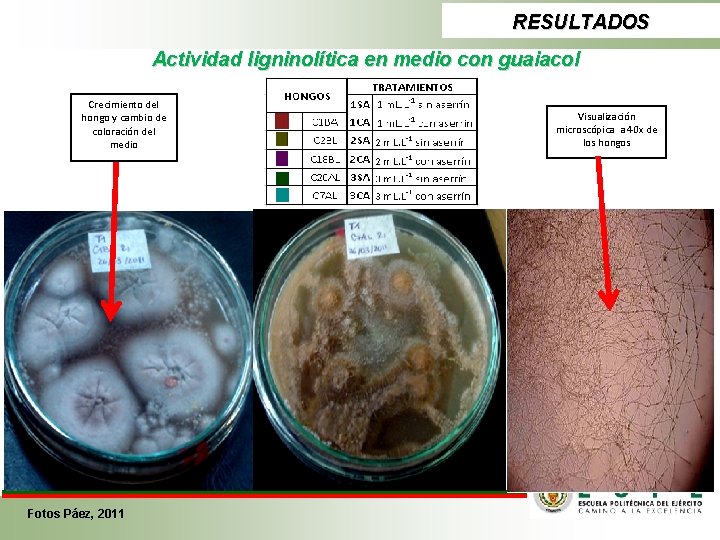 RESULTADOS Actividad ligninolítica en medio con guaiacol Crecimiento del hongo y cambio de coloración