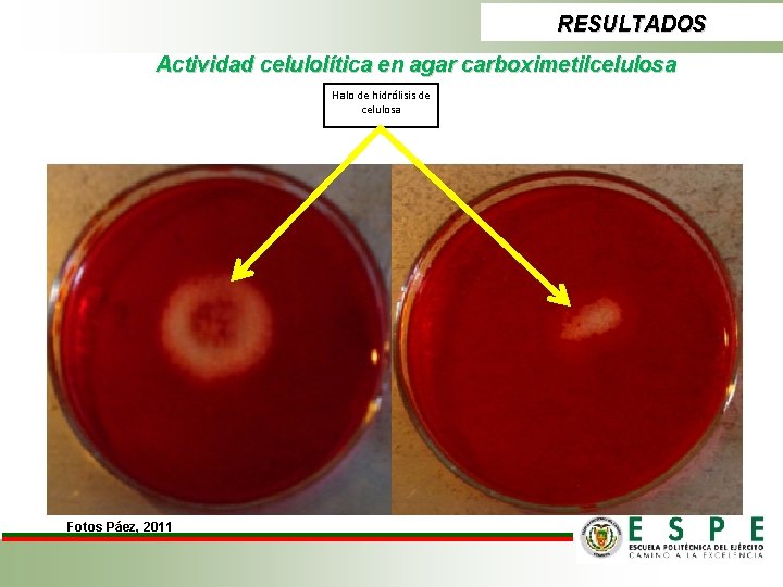 RESULTADOS Actividad celulolítica en agar carboximetilcelulosa Halo de hidrólisis de celulosa Fotos Páez, 2011