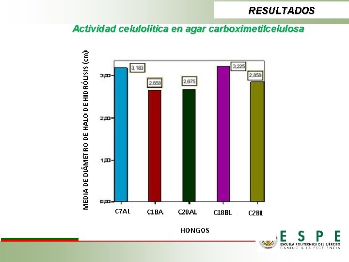 RESULTADOS Actividad celulolítica en agar carboximetilcelulosa 