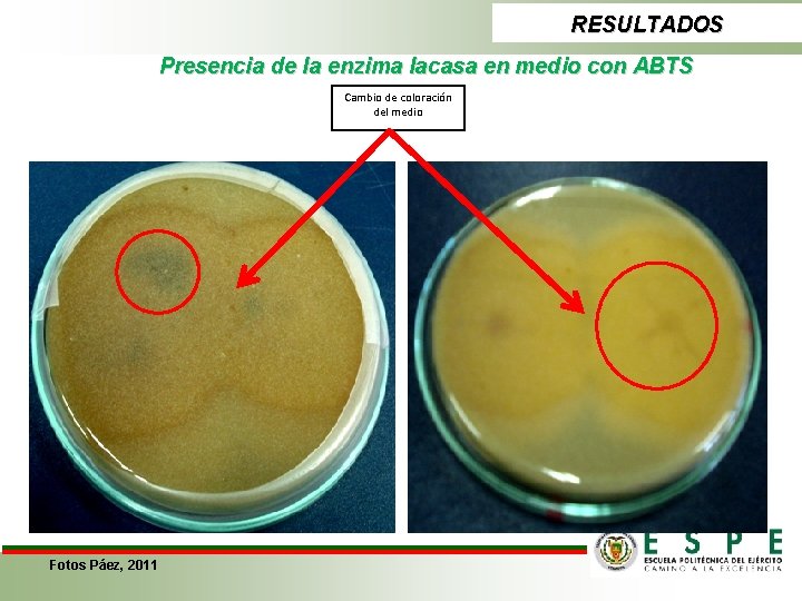 RESULTADOS Presencia de la enzima lacasa en medio con ABTS Cambio de coloración del