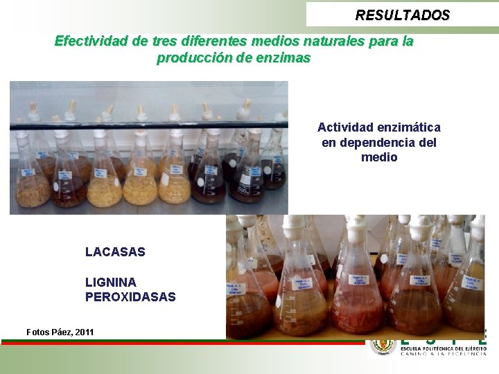 RESULTADOS Efectividad de tres diferentes medios naturales para la producción de enzimas Actividad enzimática