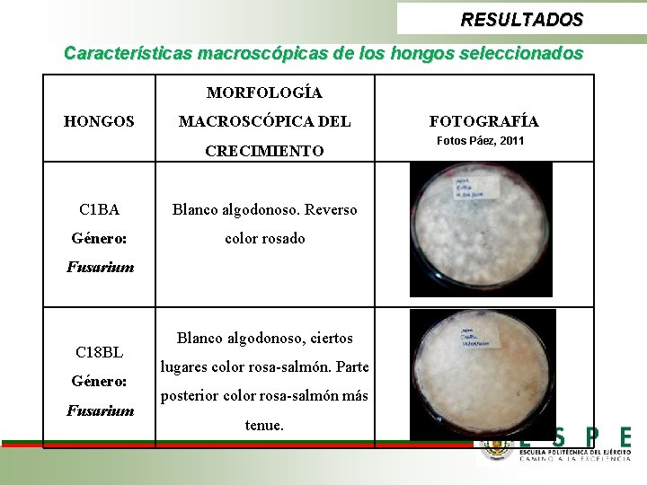 RESULTADOS Características macroscópicas de los hongos seleccionados MORFOLOGÍA HONGOS MACROSCÓPICA DEL CRECIMIENTO C 1