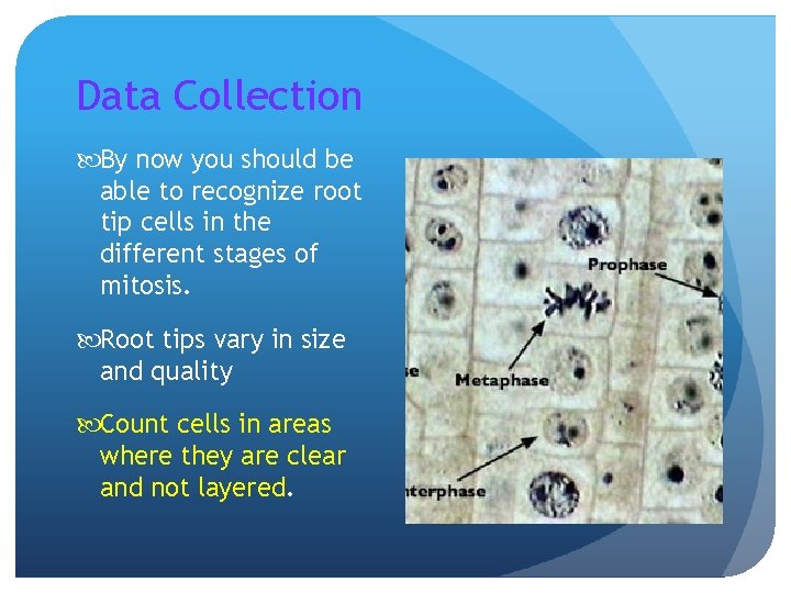 Data Collection By now you should be able to recognize root tip cells in