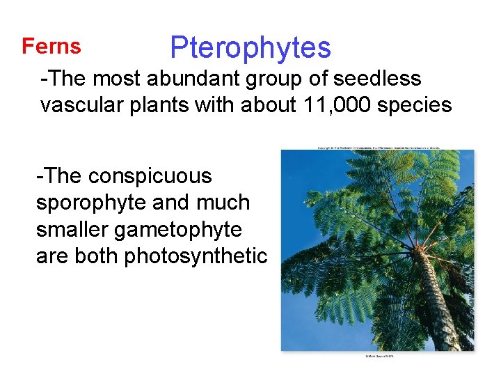 Ferns Pterophytes -The most abundant group of seedless vascular plants with about 11, 000