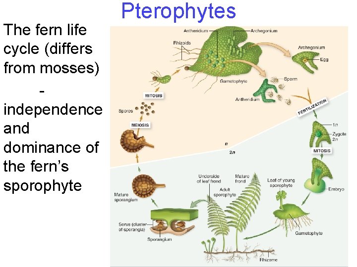The fern life cycle (differs from mosses) independence and dominance of the fern’s sporophyte The fern life cycle (differs from mosses) independence and dominance of the fern’s sporophyte