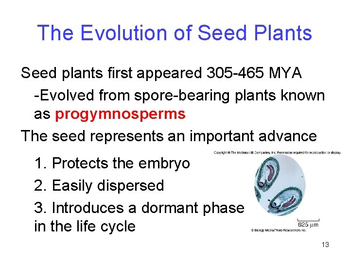 The Evolution of Seed Plants Seed plants first appeared 305 -465 MYA -Evolved from The Evolution of Seed Plants Seed plants first appeared 305 -465 MYA -Evolved from