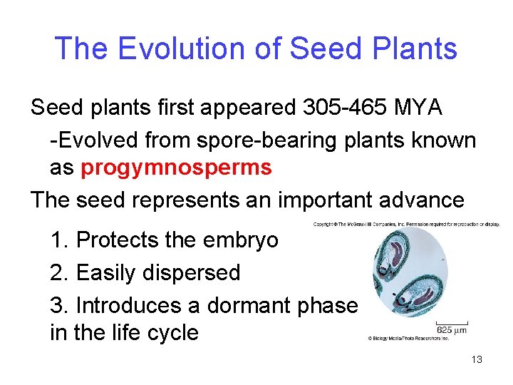 The Evolution of Seed Plants Seed plants first appeared 305 -465 MYA -Evolved from