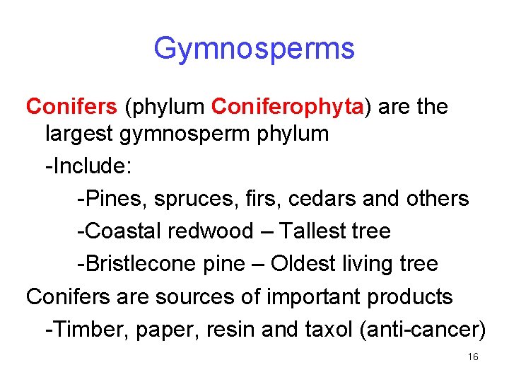 Gymnosperms Conifers (phylum Coniferophyta) are the largest gymnosperm phylum -Include: -Pines, spruces, firs, cedars