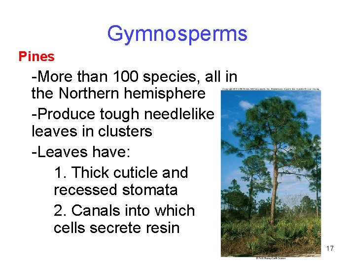 Gymnosperms Pines -More than 100 species, all in the Northern hemisphere -Produce tough needlelike