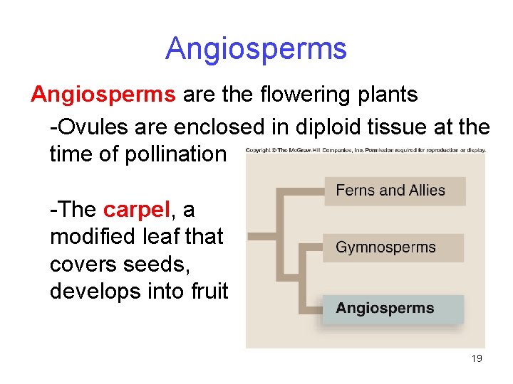 Angiosperms are the flowering plants -Ovules are enclosed in diploid tissue at the time