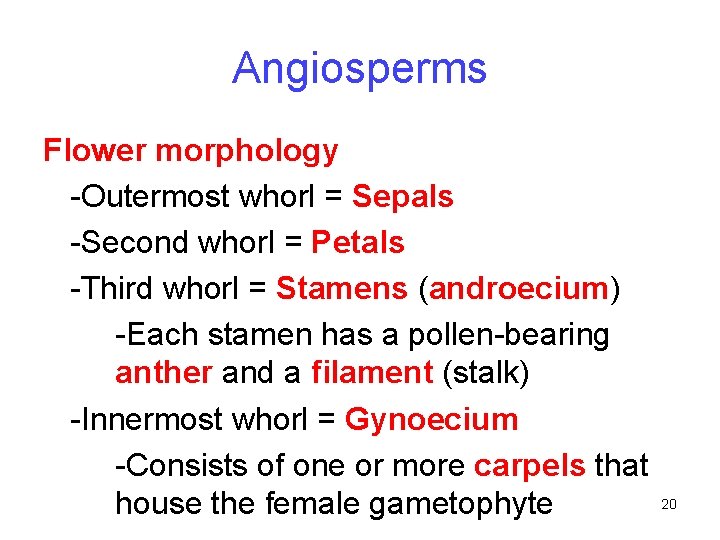 Angiosperms Flower morphology -Outermost whorl = Sepals -Second whorl = Petals -Third whorl =