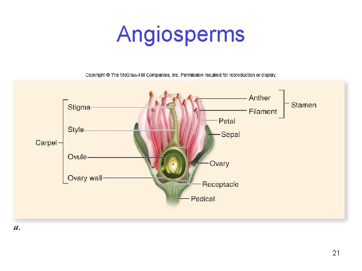 Angiosperms 21 Angiosperms 21