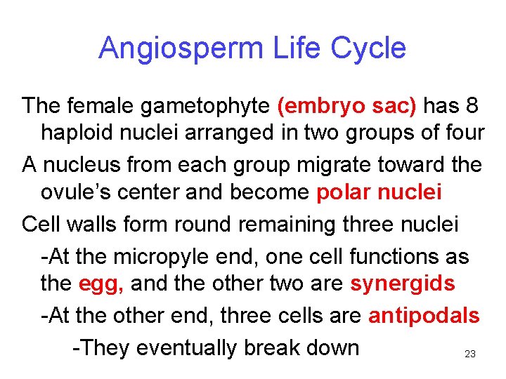 Angiosperm Life Cycle The female gametophyte (embryo sac) has 8 haploid nuclei arranged in