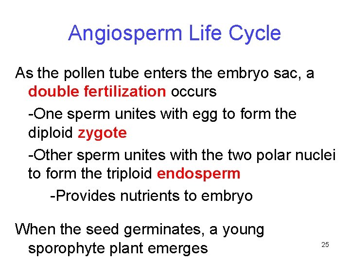 Angiosperm Life Cycle As the pollen tube enters the embryo sac, a double fertilization