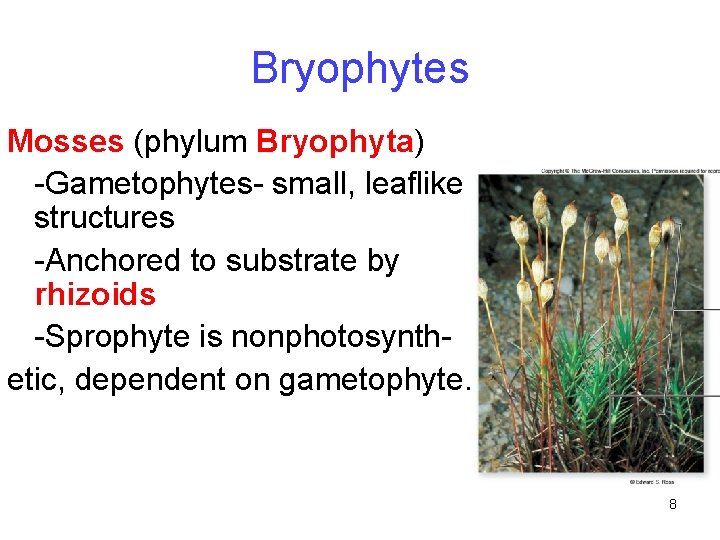 Bryophytes Mosses (phylum Bryophyta) -Gametophytes- small, leaflike structures -Anchored to substrate by rhizoids -Sprophyte