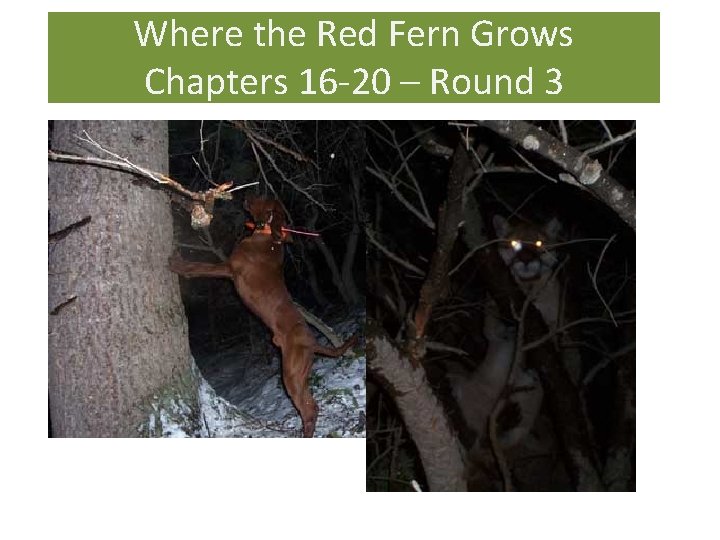 Where the Red Fern Grows Chapters 16 -20 – Round 3 