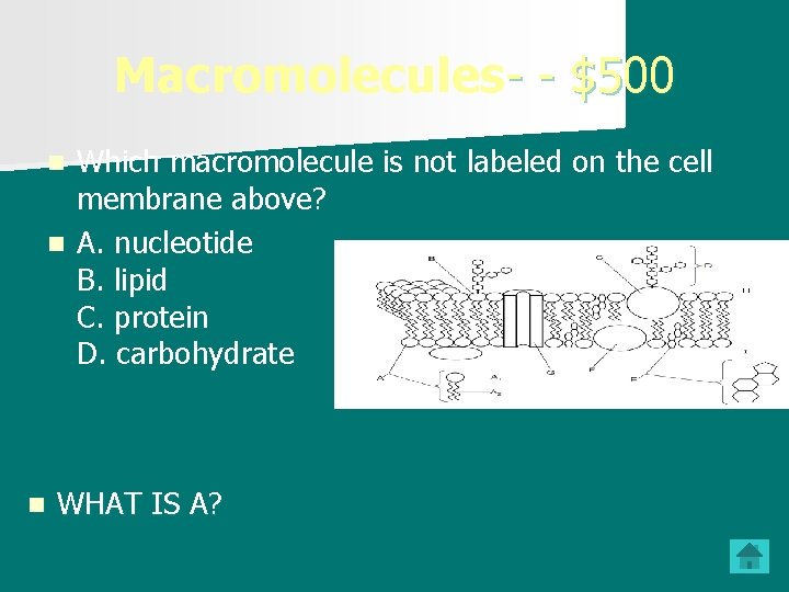 Macromolecules- - $500 Which macromolecule is not labeled on the cell membrane above? n