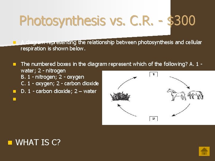 Photosynthesis vs. C. R. - $300 n A diagram representing the relationship between photosynthesis