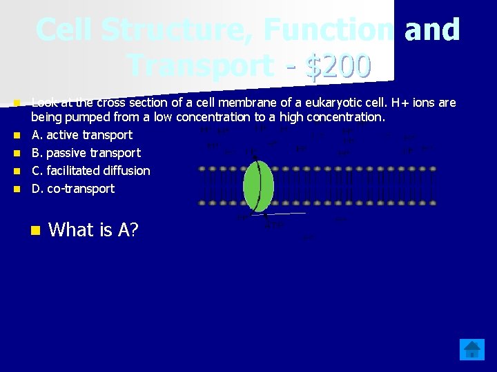 Cell Structure, Function and Transport - $200 n n n Look at the cross