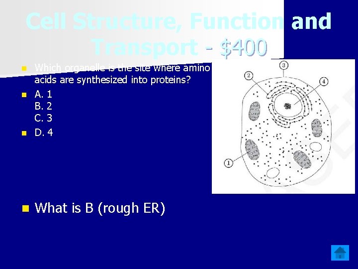 Cell Structure, Function and Transport - $400 Which organelle is the site where amino