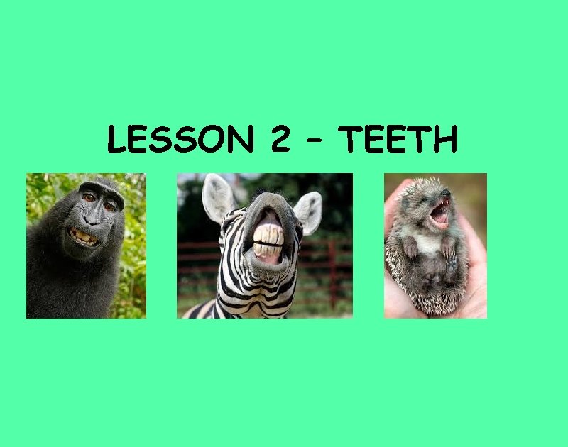 LESSON 2 – TEETH 