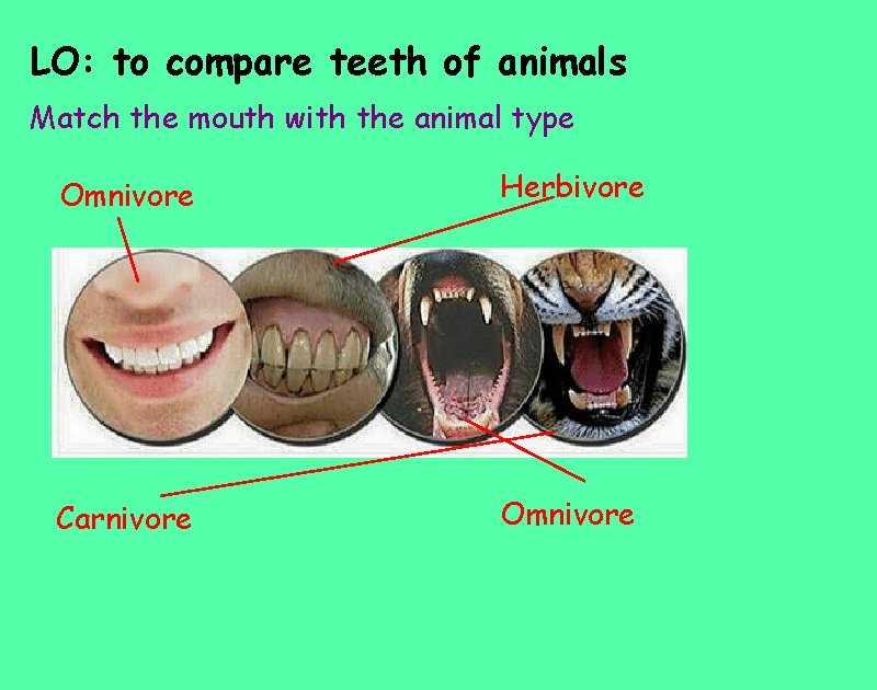 LO: to compare teeth of animals Match the mouth with the animal type Omnivore