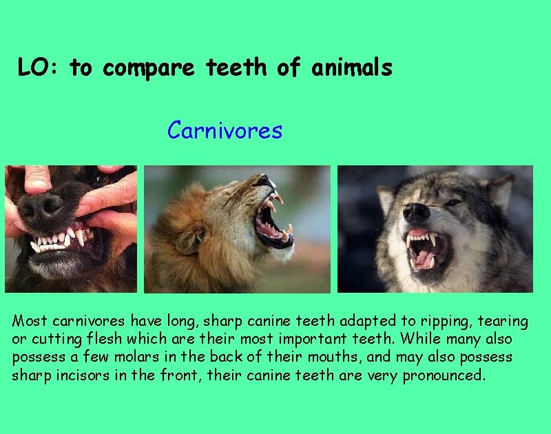 LO: to compare teeth of animals Carnivores Most carnivores have long, sharp canine teeth