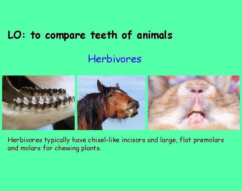 LO: to compare teeth of animals Herbivores typically have chisel-like incisors and large, flat