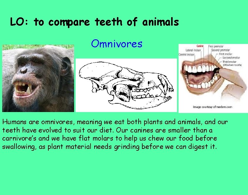 LO: to compare teeth of animals Omnivores Humans are omnivores, meaning we eat both
