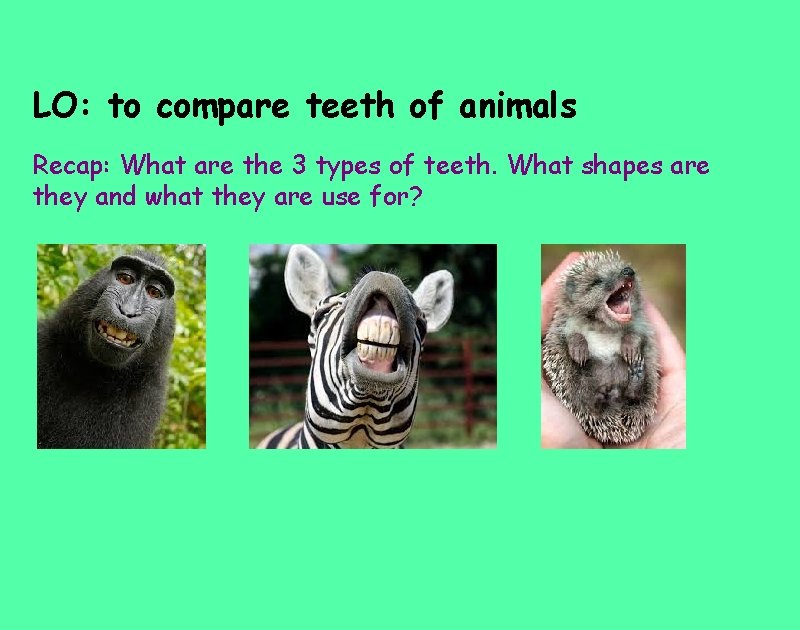 LO: to compare teeth of animals Recap: What are the 3 types of teeth.