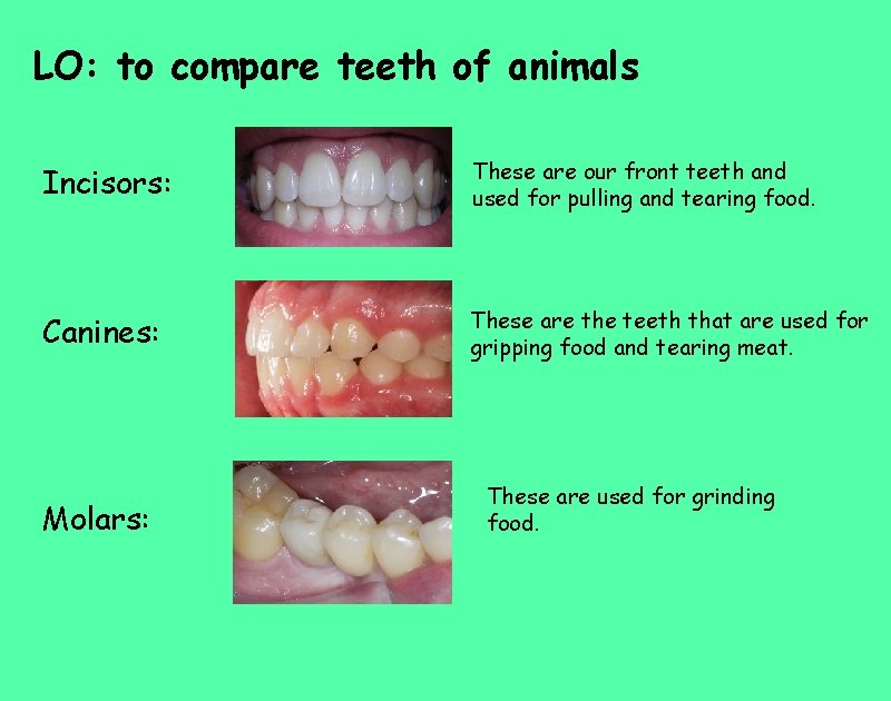 LO: to compare teeth of animals Incisors: These are our front teeth and used