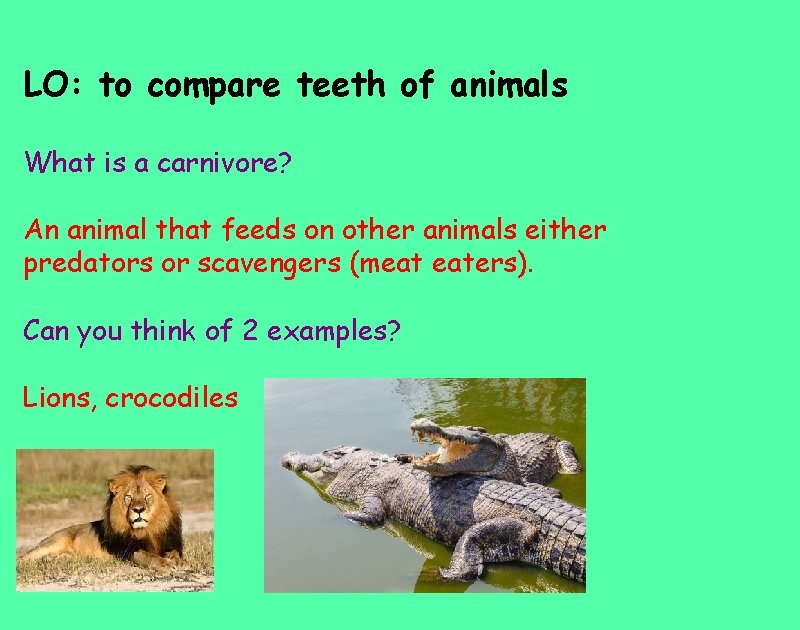 LO: to compare teeth of animals What is a carnivore? An animal that feeds