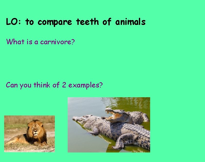 LO: to compare teeth of animals What is a carnivore? Can you think of