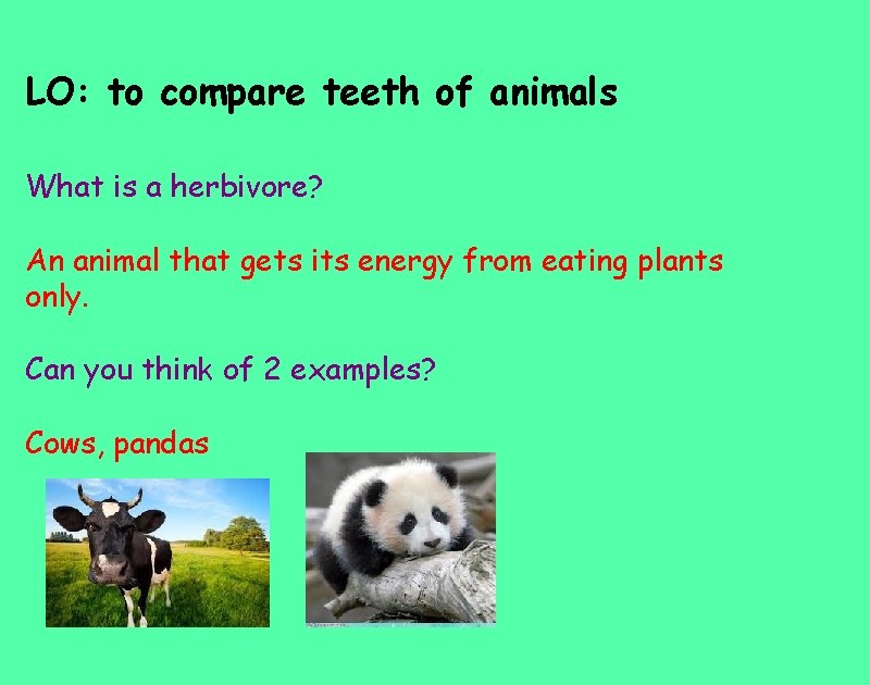 LO: to compare teeth of animals What is a herbivore? An animal that gets