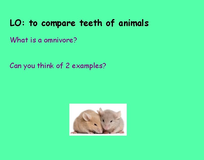 LO: to compare teeth of animals What is a omnivore? Can you think of