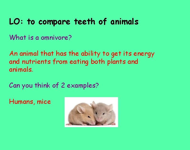 LO: to compare teeth of animals What is a omnivore? An animal that has