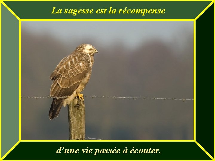 La sagesse est la récompense d’une vie passée à écouter. 