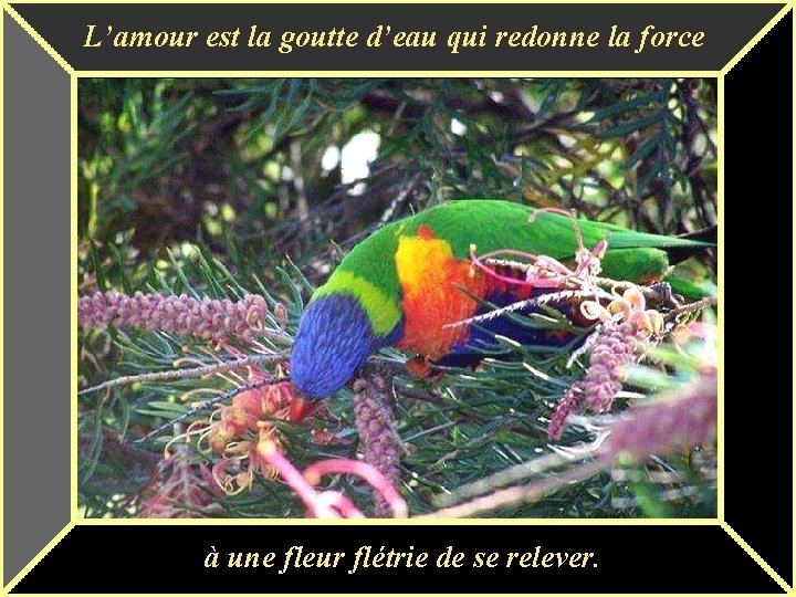 L’amour est la goutte d’eau qui redonne la force à une fleur flétrie de