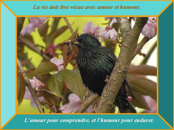 La vie doit être vécue avec amour et humour, L’amour pour comprendre, et l’humour