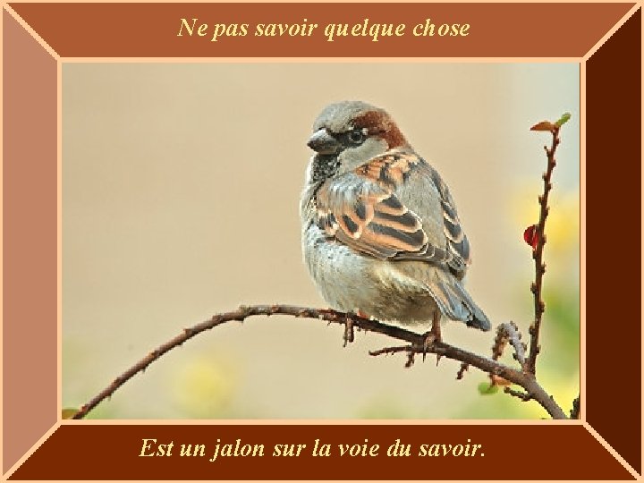 Ne pas savoir quelque chose Est un jalon sur la voie du savoir. 