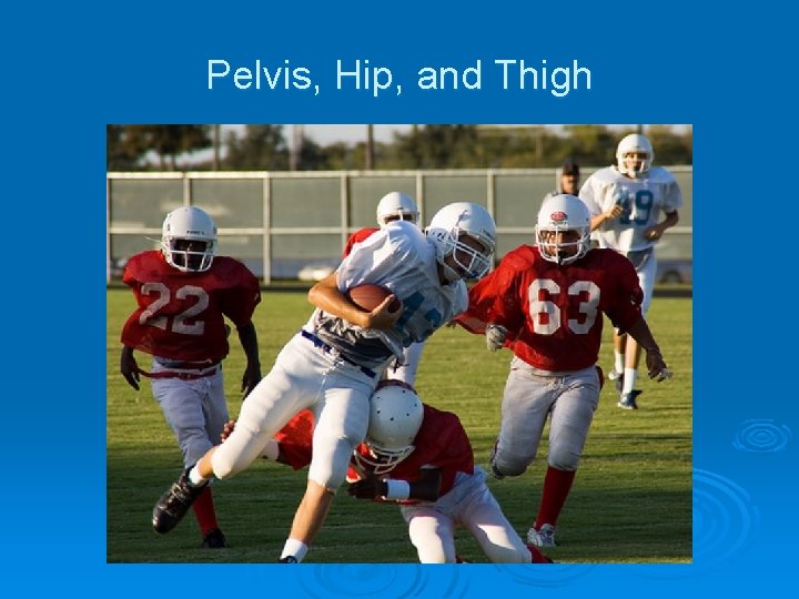 Pelvis, Hip, and Thigh 